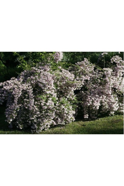 Кольквіція чарівна Пінк Клоуд